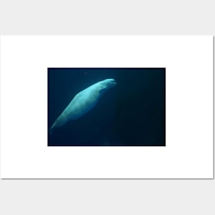 Beluga Whale Swimming Solo Posters and Art